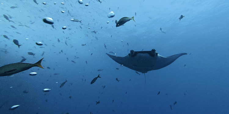 Baby manta rays stick to the shallows to avoid sharks and orca