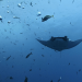 Baby manta rays stick to the shallows to avoid sharks and orca