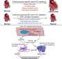 Reducing nuclear damage improves heart function and survival in mice