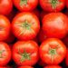 UK links Salmonella outbreak to Moroccan tomatoes