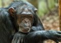 An Ancient Pandemic Left a Gene Silent in Chimpanzees, Which May Offer Clues as to Why Their Brains Differ From Ours