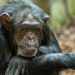 An Ancient Pandemic Left a Gene Silent in Chimpanzees, Which May Offer Clues as to Why Their Brains Differ From Ours