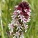 Biodiversity hotspots in southwestern Germany are losing their species richness