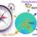 Small molecular twists may strengthen nature’s magnetic compass