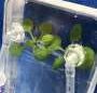 Space station experiment to probe plant disease risks for future moon and Mars missions
